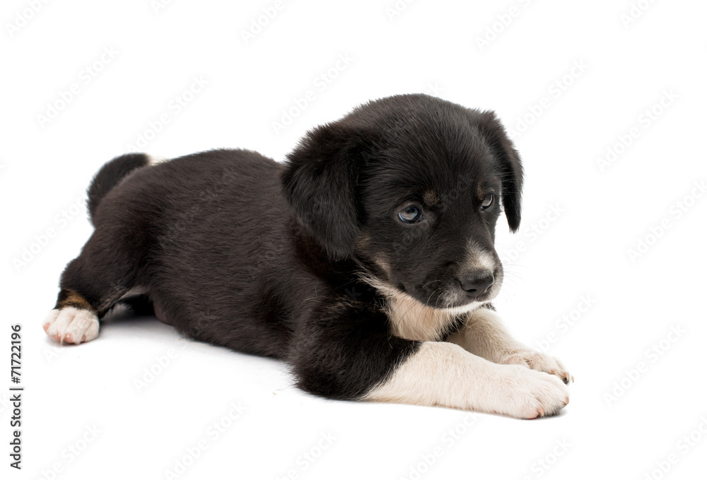 puppy isolated puppy isolated