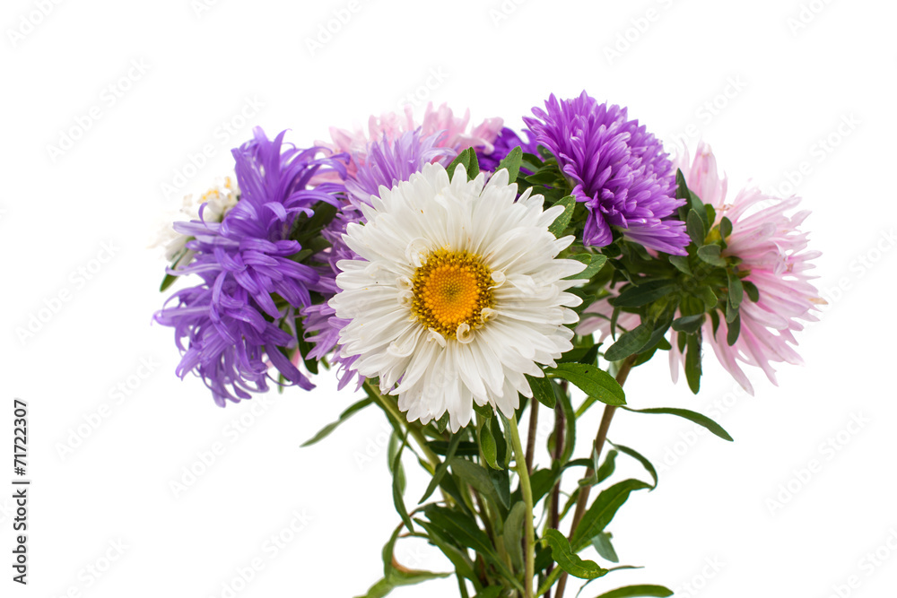 bouquet of asters bouquet of asters