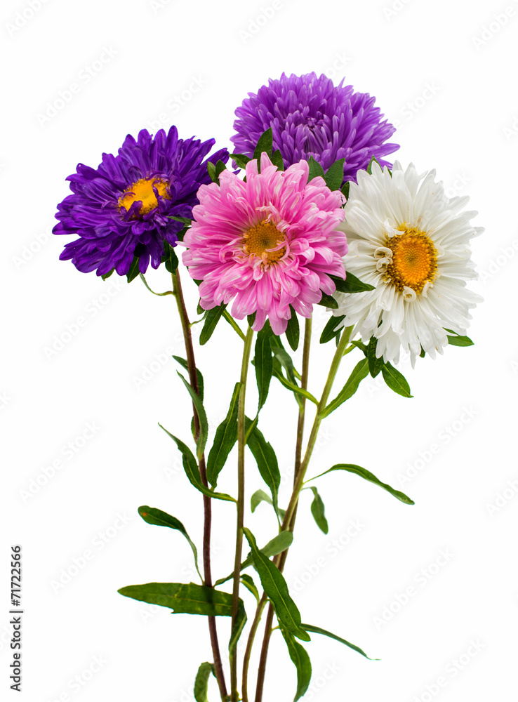 bouquet of asters