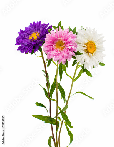 bouquet of asters
