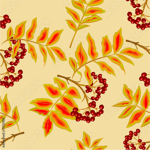 Seamless texture rowanberry vector