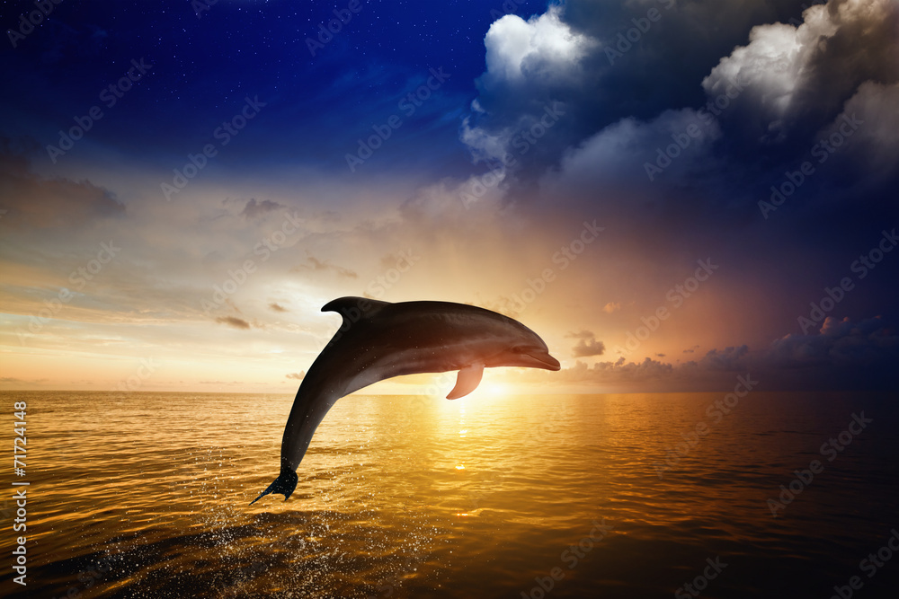 Obraz premium Dolphin jumping