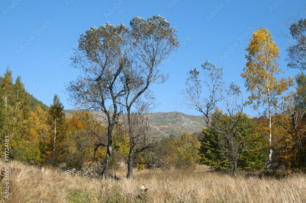 Autumn scene in mountain in sunny day Autumn scene in mountain in sunny day