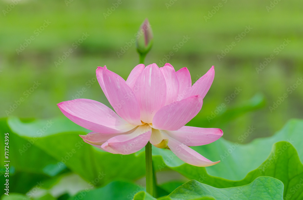 Oga lotus flowers in Korakuen garden Japan Oga lotus flowers in Korakuen garden Japan