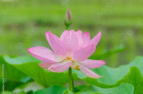 Oga lotus flowers in Korakuen garden Japan