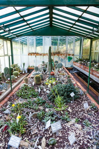 Cactus greenhouse photo