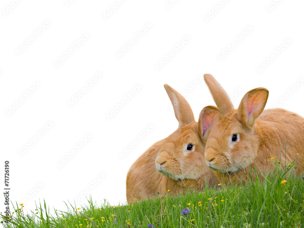 Obraz premium Rabbits isolated