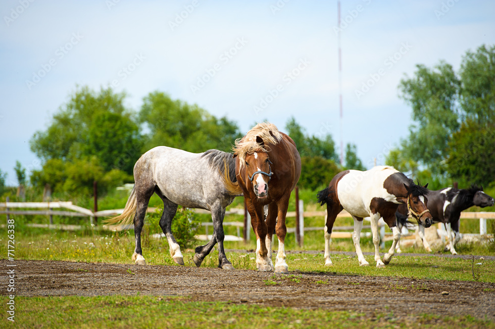 Obraz premium Funny horse