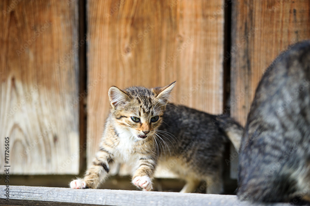 Funny cat and kitten