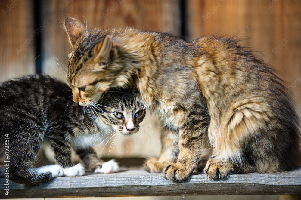 Funny cat and kitten Funny cat and kitten