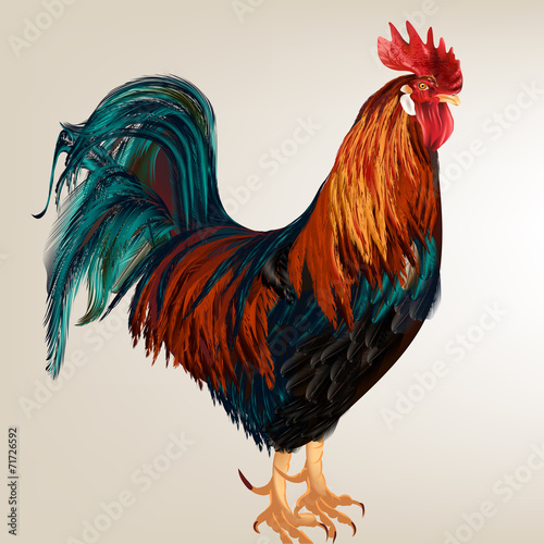 Canvas Print Background with vector realistic cock