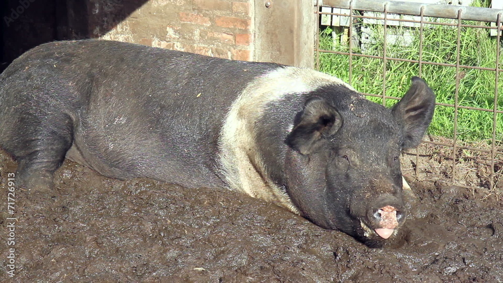 Sweet dream pigs on a small farm in Holland . Sweet dream pigs on a small farm in Holland .