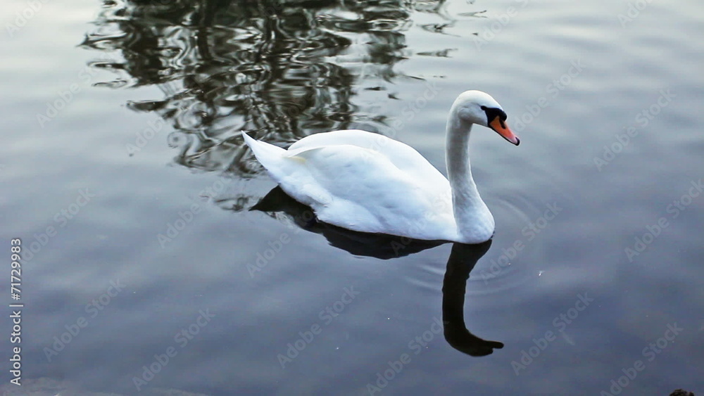 single white swan swims on dark water in lake single white swan swims on dark water in lake