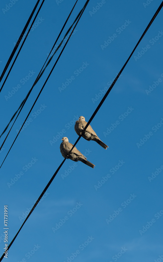 Couple de tourterelle Couple de tourterelle