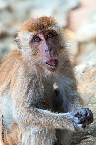macaque portrait
