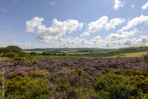 heather field and hilly countryside, Exmoor
