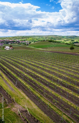 Countryside of southern Moravia