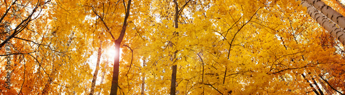 Yellow autumn maple leaves - banner panorama #71732957