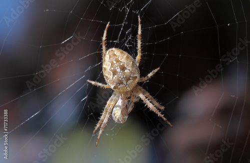Spider - Araneus diadematus © TTstudio