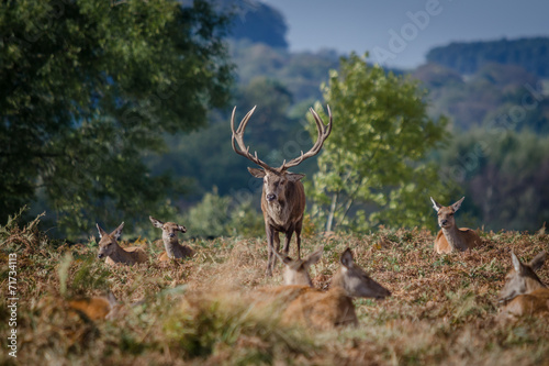 Red Deer Stag and Hinds  Doe 