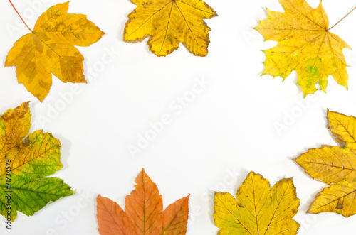 frame made by autumn maple leaves