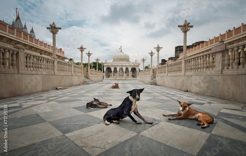 Dog guards at temple entrance photo