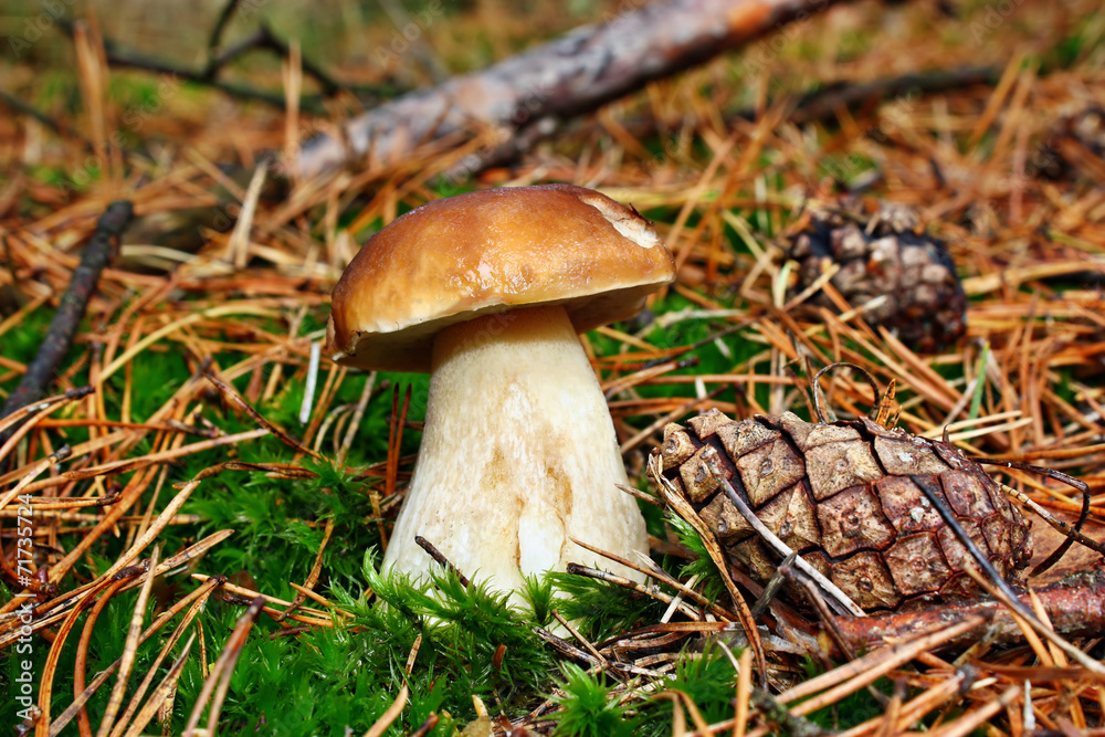 Boletus edulis Boletus edulis