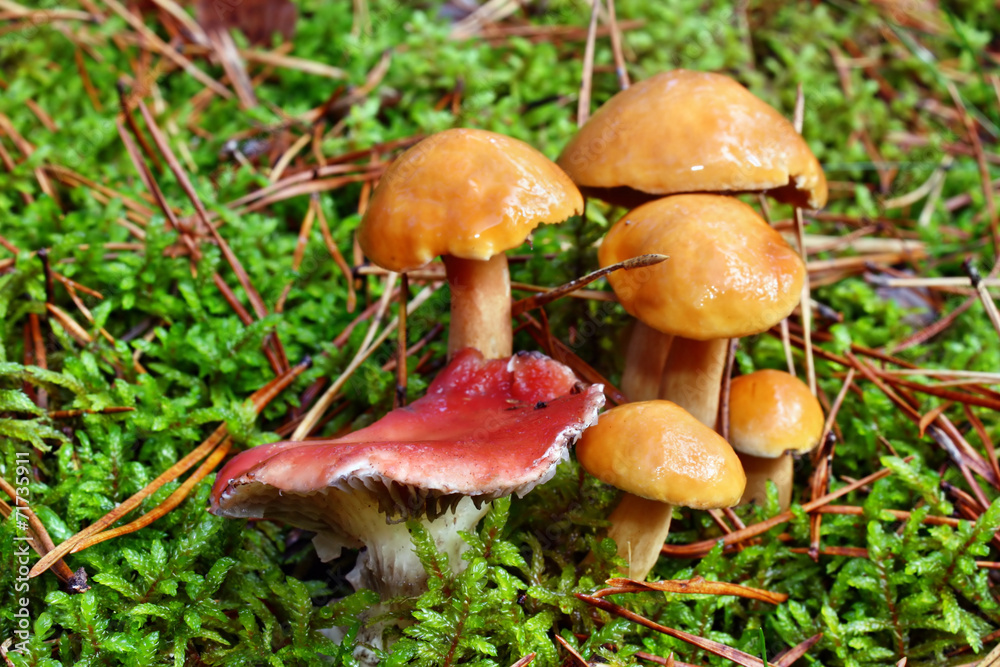 Mushrooms suillus bovinus and gomphidius roseus Mushrooms suillus bovinus and gomphidius roseus