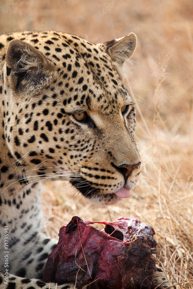 Fototapeta premium Leopardo con preda