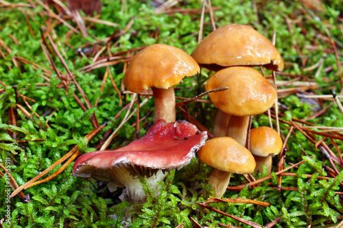 Mushrooms suillus bovinus and gomphidius roseus