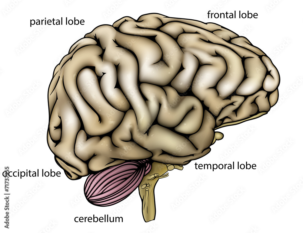 Brain anatomy labelled diagram Stock Vector | Adobe Stock