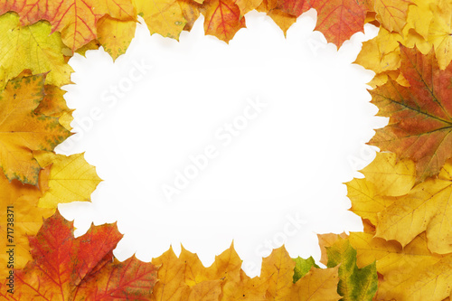 Frame of yellow maple leaves