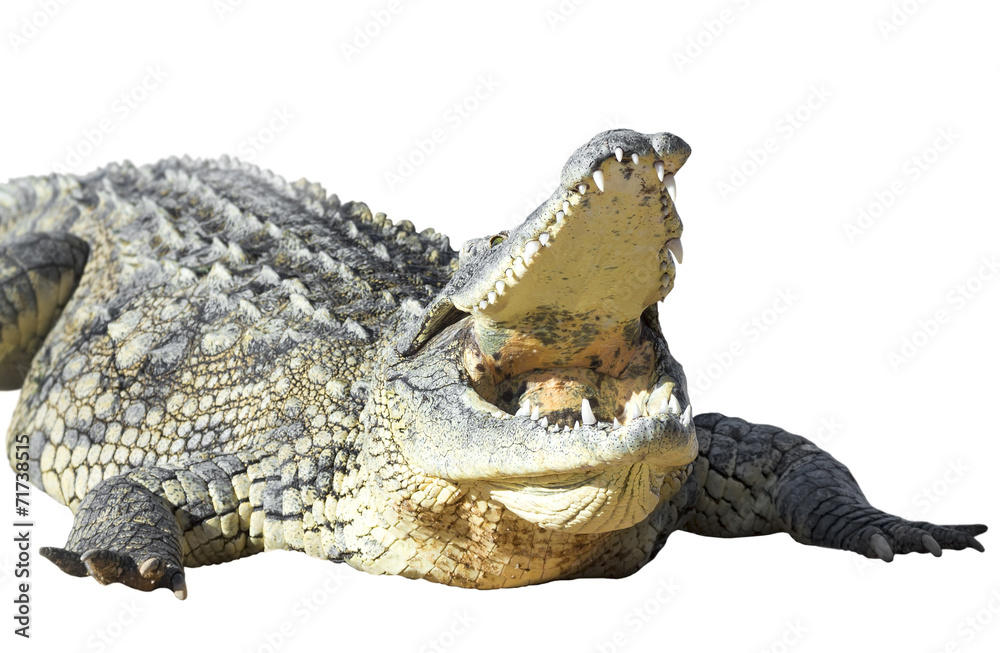 Obraz premium American crocodile