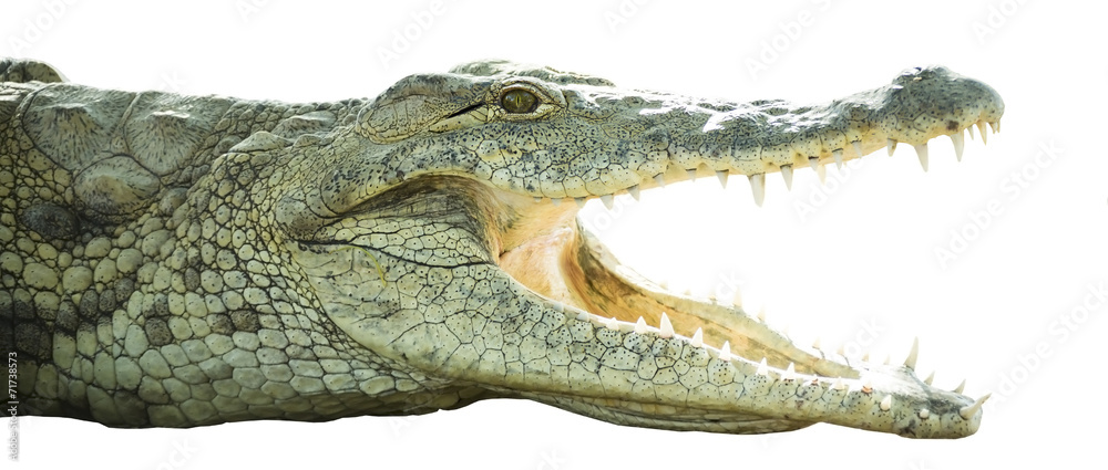 Naklejka premium crocodile with open mouth