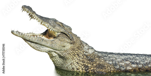 large American crocodile with open mouth