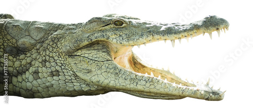 Tela crocodile with open mouth