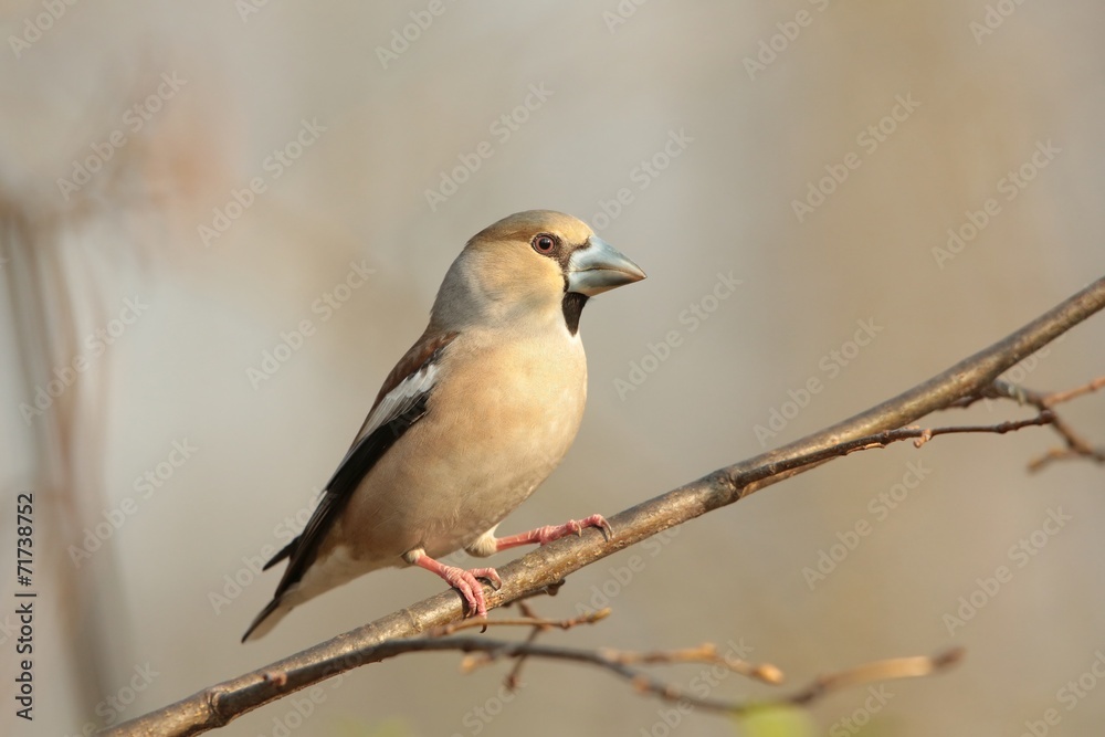 Grosbeak - Coccothraustes coccothrautes on a branch Grosbeak - Coccothraustes coccothrautes on a branch
