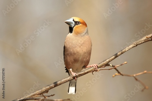 Grosbeak - Coccothraustes coccothrautes  on a branch photo