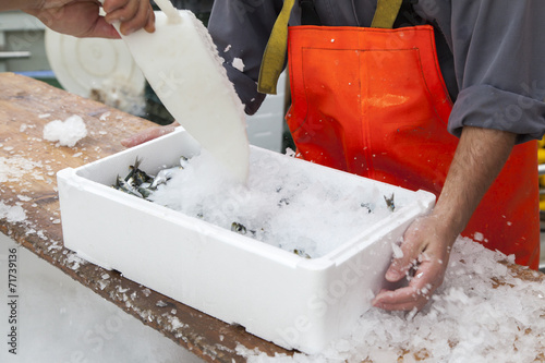 Fishermen prepare sardines for transportation