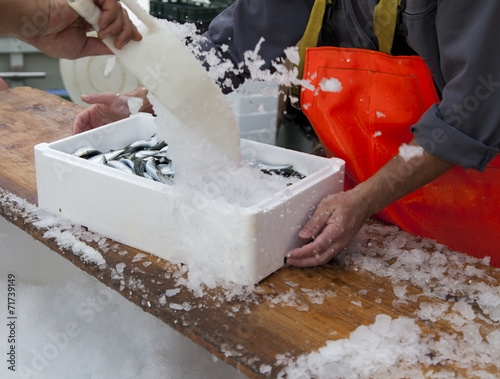 Fishermen prepare sardines for transportation