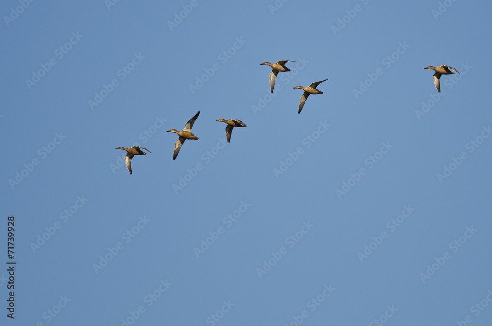 Flock of American Wigeons Flying in a Blue Sky