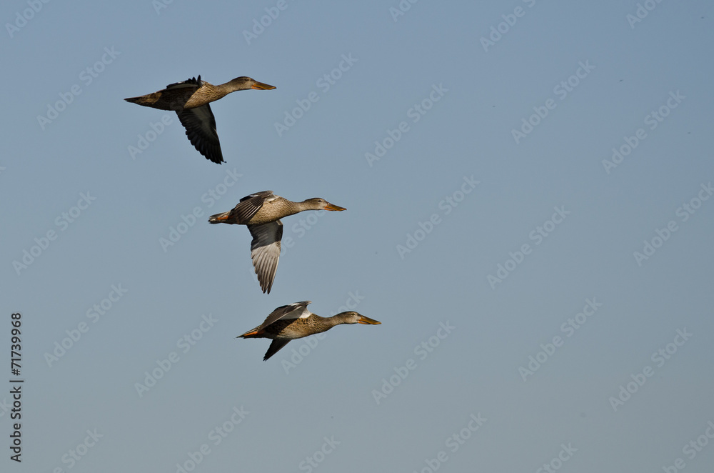 Three Northern Shovelers Flying in a Blue Sky