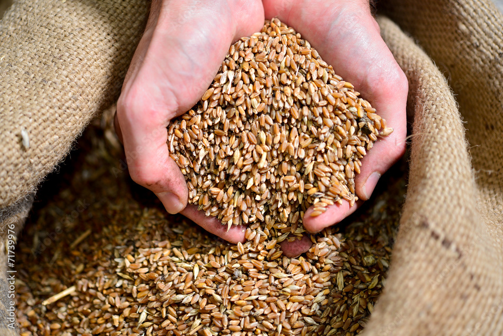 Malt in the hands of the brewer close-up. Holds grain in the palms of your hands Malt in the hands of the brewer close-up. Holds grain in the palms of your hands