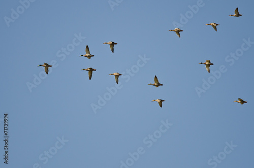 Flock of American Wigeons Flying in a Blue Sky