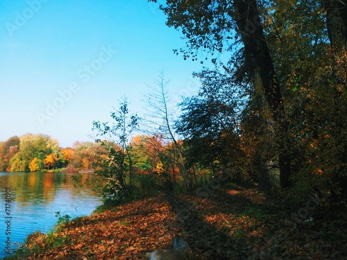Trees near the lake at autumn