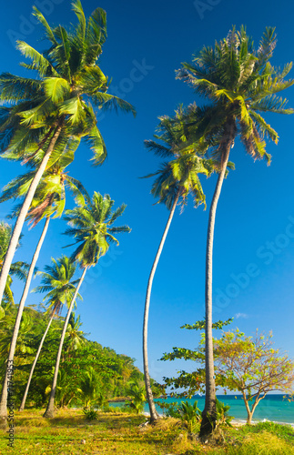 Coconut Getaway Green View