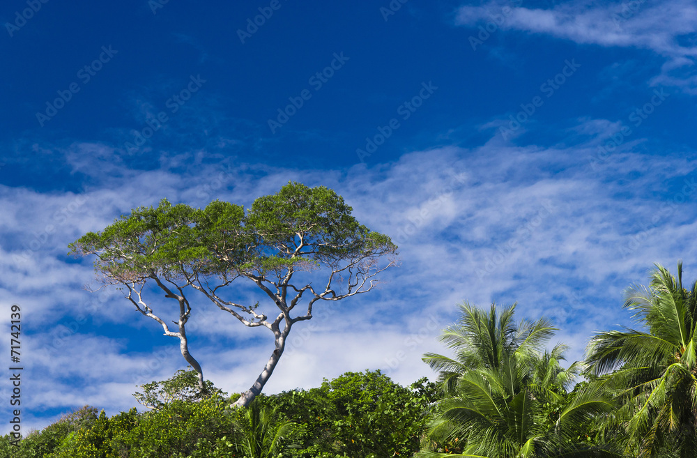 Obraz premium Sunlit Foliage Natural Background