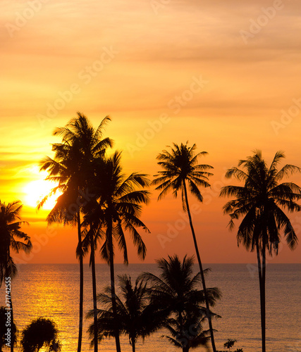 Palm Paradise Fiery Backdrop