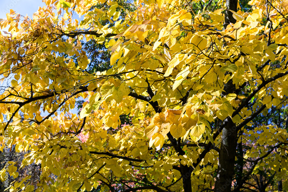 Autumnal linden tree foliage