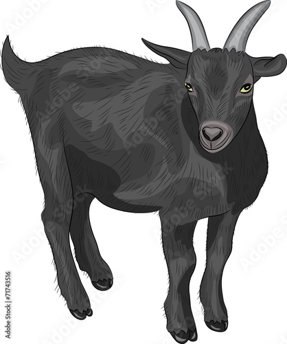 vector black goat